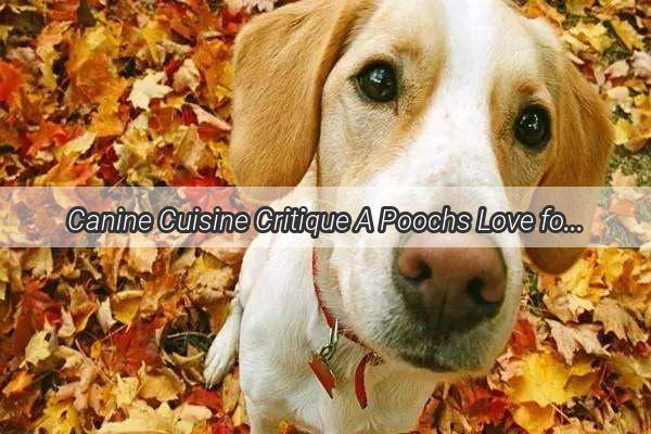 Canine Cuisine Critique A Poochs Love for Spicy Tomato and Egg Delight